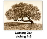 Leaning Oak — etching 1-1-2