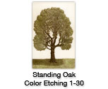 Standing Oak — etching 1-30C