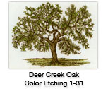 Deer Creek Oak — etching 1-31C