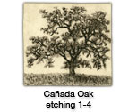 Cañada Oak — etching 1-4k