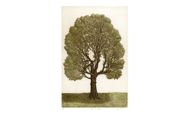 Standing Oak — etching 1-30C