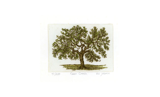 Deer Creek Oak — etching 1-31C