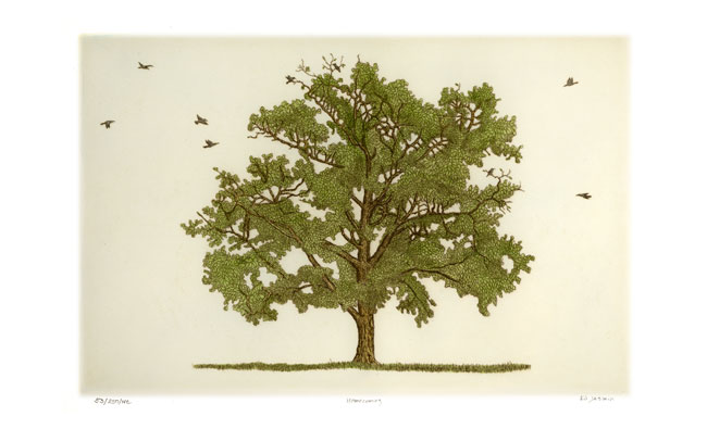 Homecoming Oak — etching 1-35C