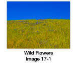 wild Flower Hillside